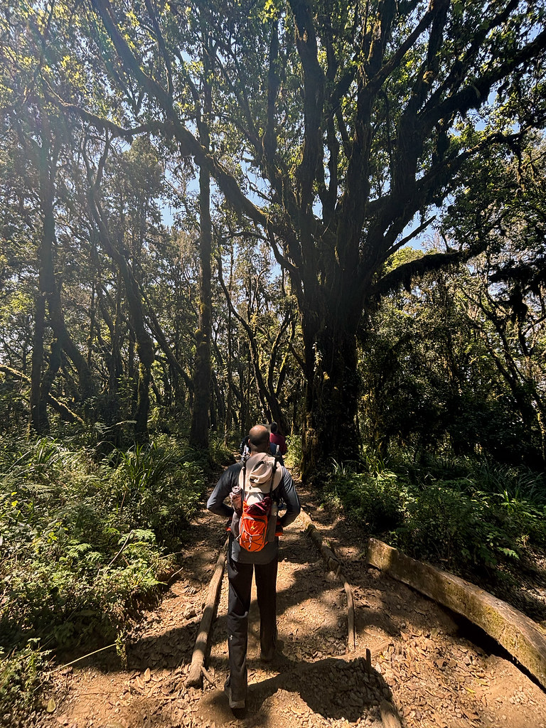 54087807642_627f50b244_b Mweka Route
